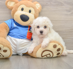 5 week old Bichon Frise Puppy For Sale - Lone Star Pups