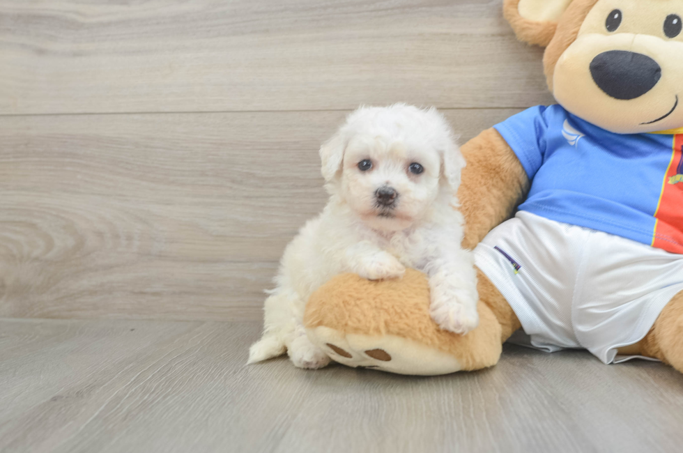 5 week old Bichon Frise Puppy For Sale - Lone Star Pups