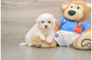 Hypoallergenic Bichon Frise Purebred Pup