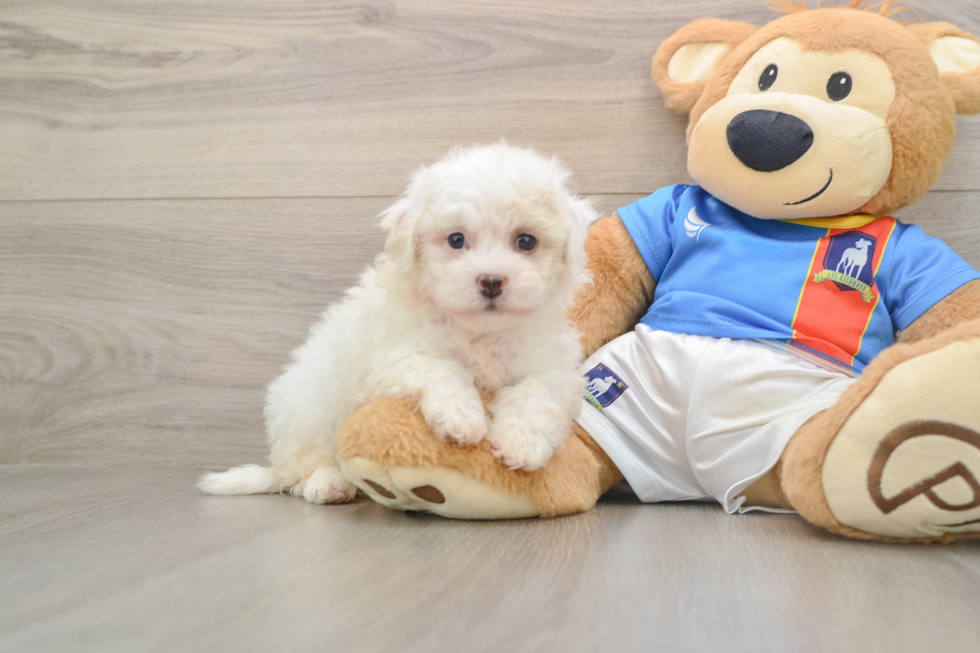 Hypoallergenic Bichon Frise Purebred Pup