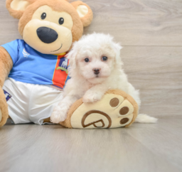 5 week old Bichon Frise Puppy For Sale - Lone Star Pups