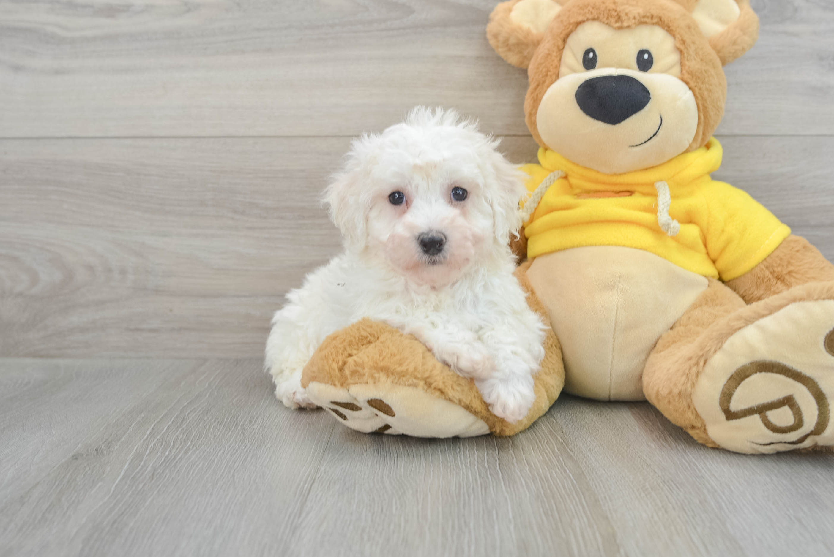 Friendly Bichon Frise Baby