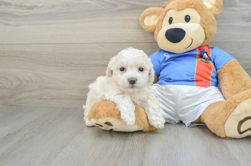 7 week old Bichon Frise Puppy For Sale - Lone Star Pups