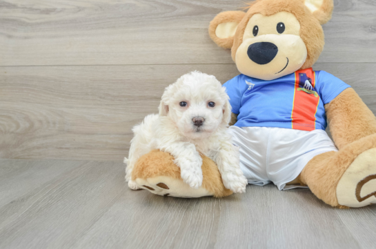 Bichon Frise Pup Being Cute