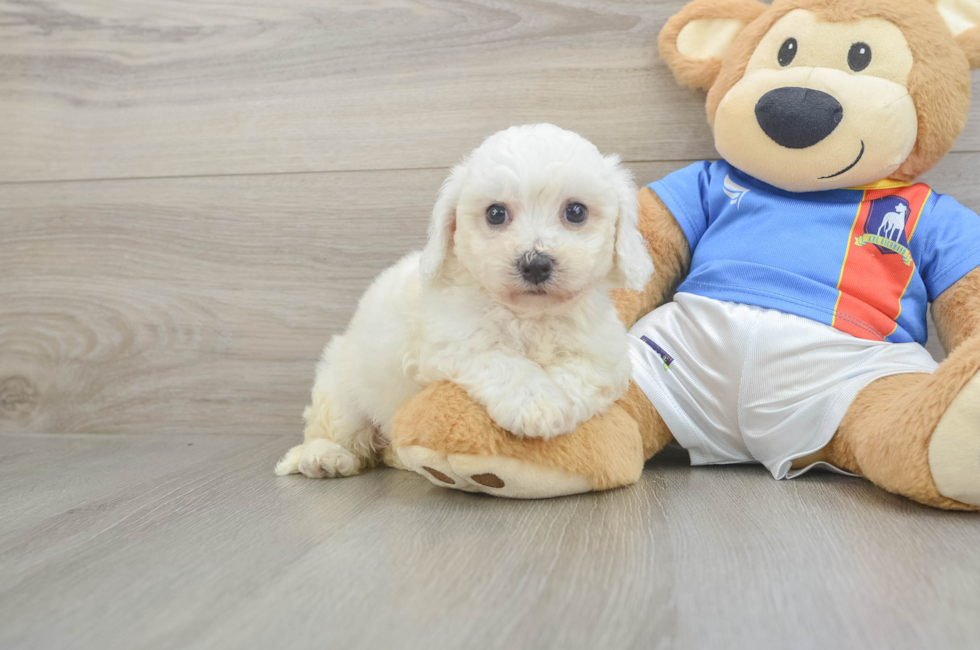 5 week old Bichon Frise Puppy For Sale - Lone Star Pups