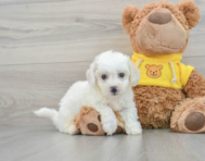 7 week old Bichon Frise Puppy For Sale - Lone Star Pups