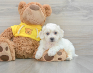 7 week old Bichon Frise Puppy For Sale - Lone Star Pups