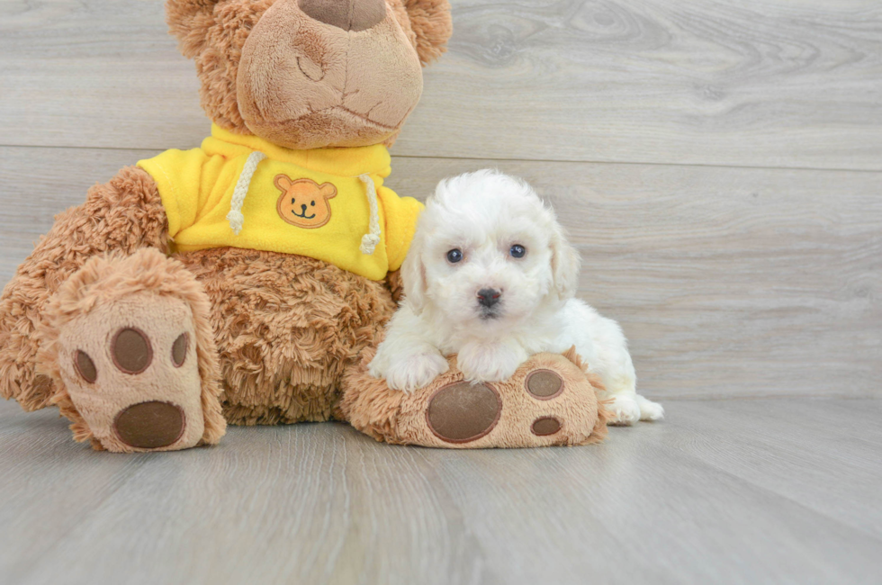 6 week old Bichon Frise Puppy For Sale - Lone Star Pups