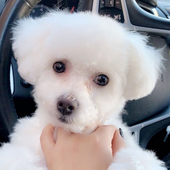 Bichon Frise Puppy For Sale - Lone Star Pups