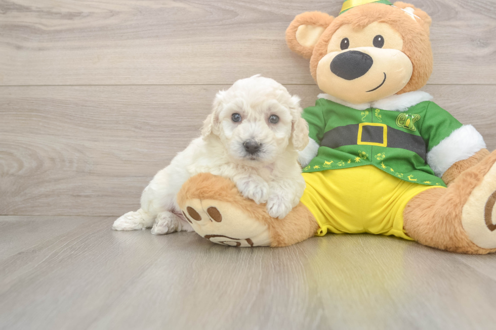 Bichon Frise Puppy for Adoption