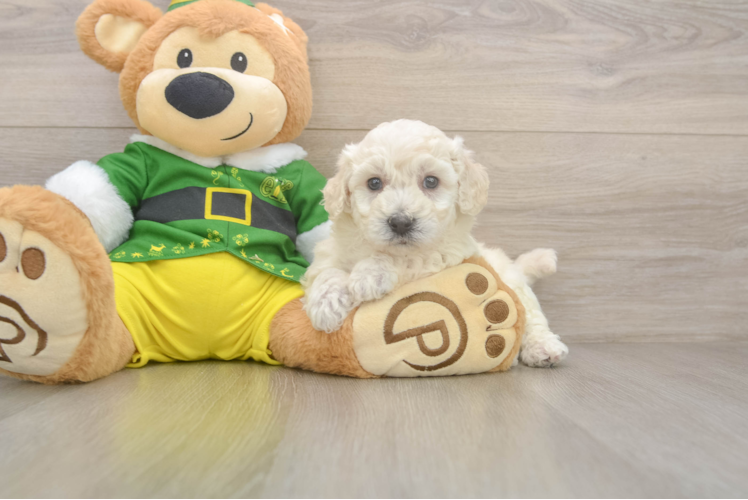 Bichon Frise Puppy for Adoption