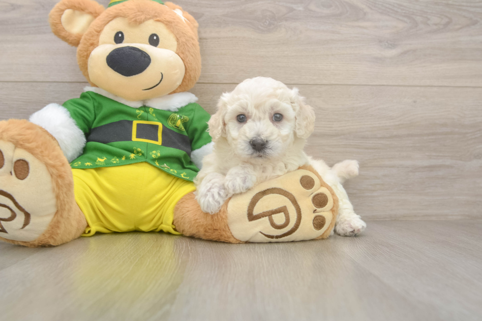 Bichon Frise Puppy for Adoption