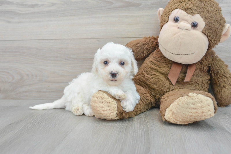 Meet Valentino - our Bichon Frise Puppy Photo 1/4 - Lone Star Pups