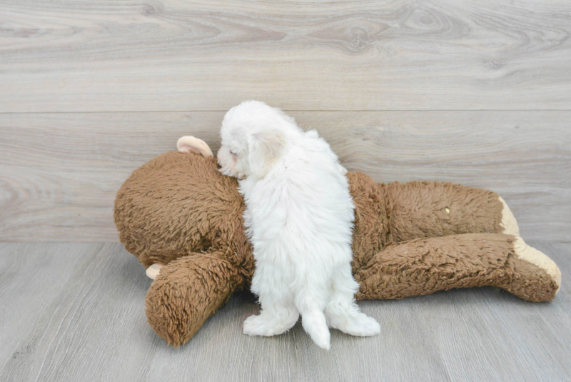 Meet Valentino - our Bichon Frise Puppy Photo 2/4 - Lone Star Pups