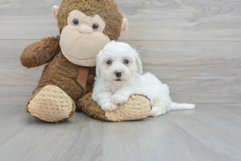 Meet Valentino - our Bichon Frise Puppy Photo 3/4 - Lone Star Pups