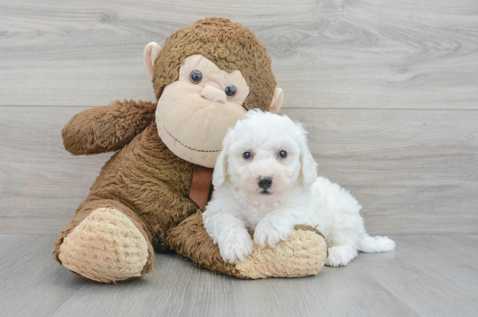 7 week old Bichon Frise Puppy For Sale - Lone Star Pups