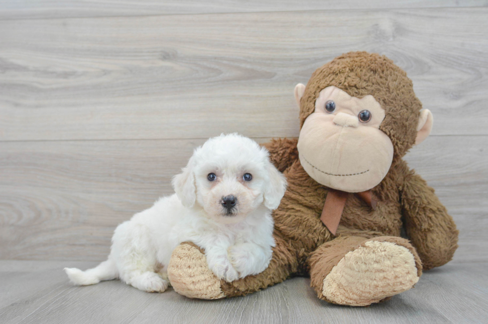 7 week old Bichon Frise Puppy For Sale - Lone Star Pups