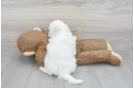 Best Bichon Frise Baby
