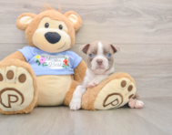 5 week old Boston Terrier Puppy For Sale - Lone Star Pups