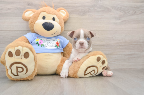 Hypoallergenic Boston Terrier Baby