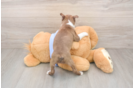 Small Boston Terrier Baby