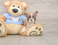 5 week old Boston Terrier Puppy For Sale - Lone Star Pups