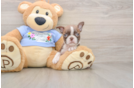 Best Boston Terrier Baby
