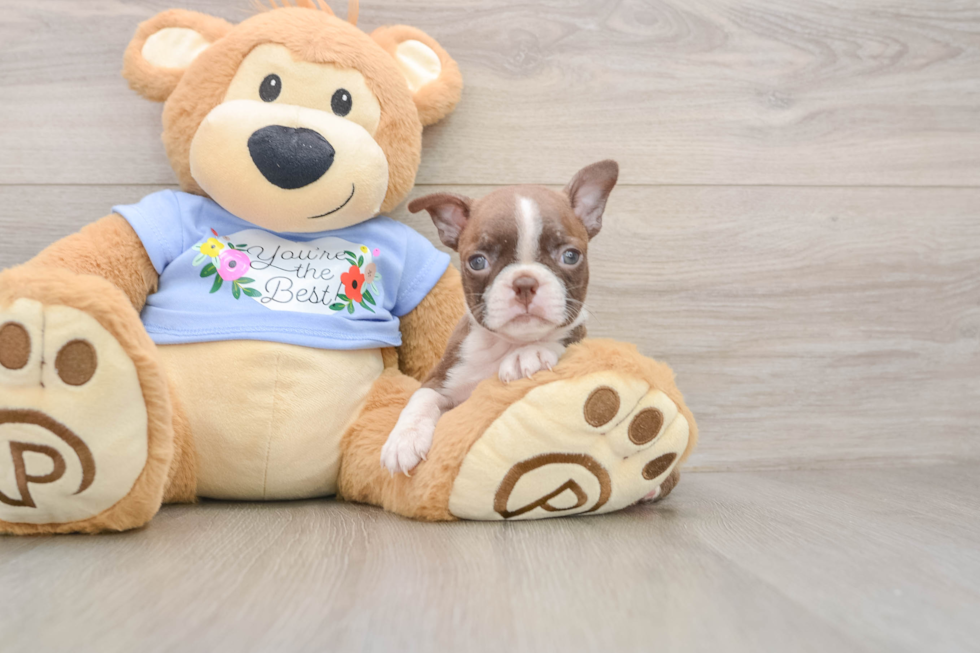 Best Boston Terrier Baby