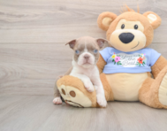 5 week old Boston Terrier Puppy For Sale - Lone Star Pups