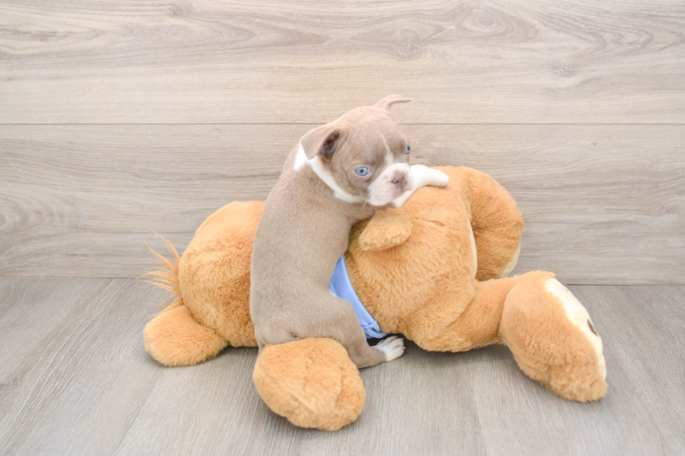 Akc Registered Boston Terrier Mix Pup