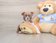 6 week old Boston Terrier Puppy For Sale - Lone Star Pups