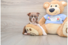 Boston Terrier Pup Being Cute