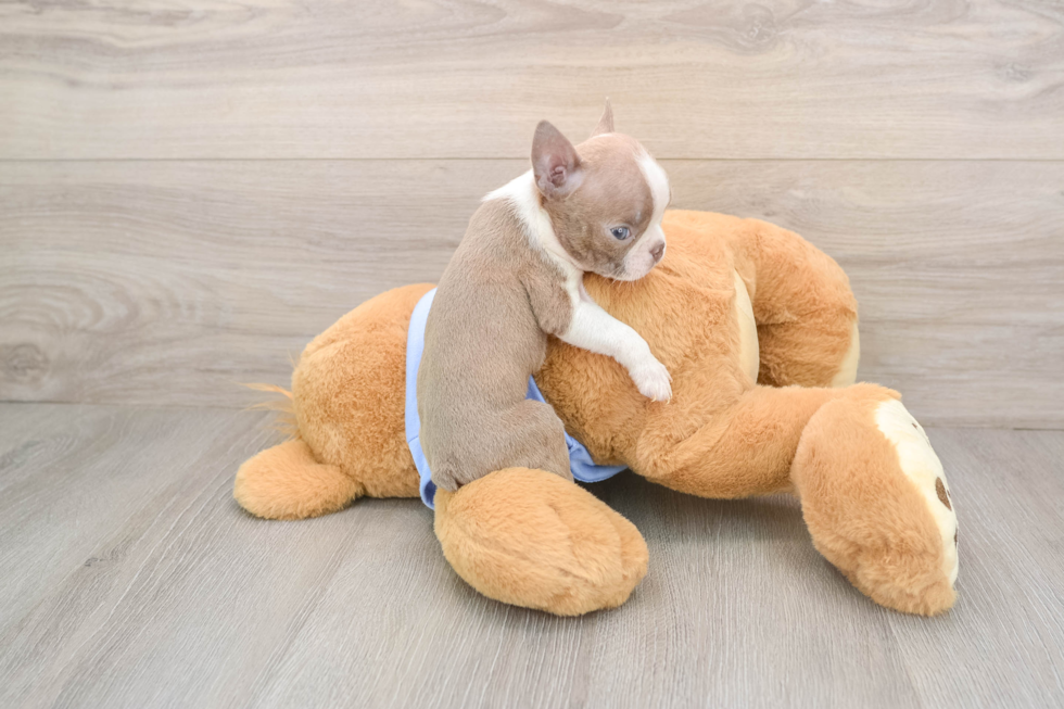 Akc Registered Boston Terrier Mix Pup