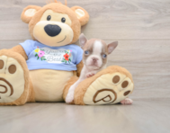 5 week old Boston Terrier Puppy For Sale - Lone Star Pups