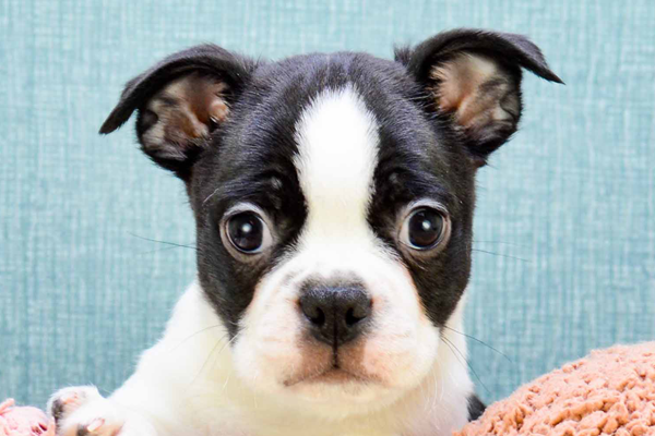 Boston Terrier Puppy For Sale - Lone Star Pups