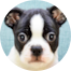 Boston Terrier Puppy For Sale - Lone Star Pups