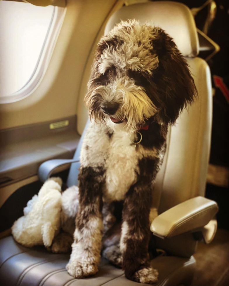 tricolor mini Sheepadoodle dog