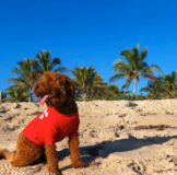 Cute Golden Retriever Poodle Mix Pup Cute Golden Retriever Poodle Mix Pup