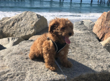 Cute Pooodle Purebred Pup Cute Pooodle Purebred Pup