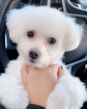 Cute Bichon Frise Pup Cute Bichon Frise Pup