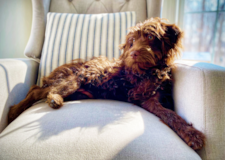 Cute Mini Labradoodle Pup Cute Mini Labradoodle Pup