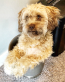 Cute Labrador Poodle Mix Pup Cute Labrador Poodle Mix Pup