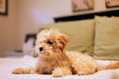 Cute Maltipoo Poodle Mix Pup Cute Maltipoo Poodle Mix Pup
