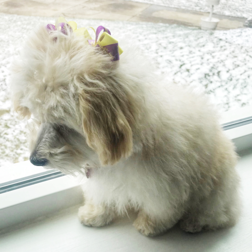 Cute Havapoo Pup