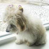 Cute Havapoo Pup Cute Havapoo Pup