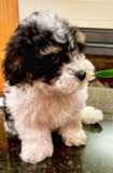 Cute Shih Poo Pup Cute Shih Poo Pup
