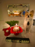 Cute Pomeranian Purebred Pup Cute Pomeranian Purebred Pup