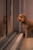 Cute Cavalier Poodle Mix Pup Cute Cavalier Poodle Mix Pup