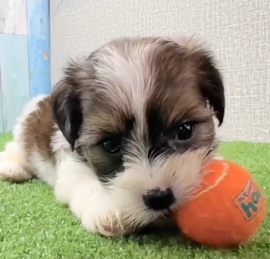 Yorkie Tzu Puppies For Sale - Lone Star Pups