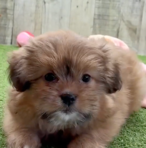 Cute Shih Pom Designer Pup